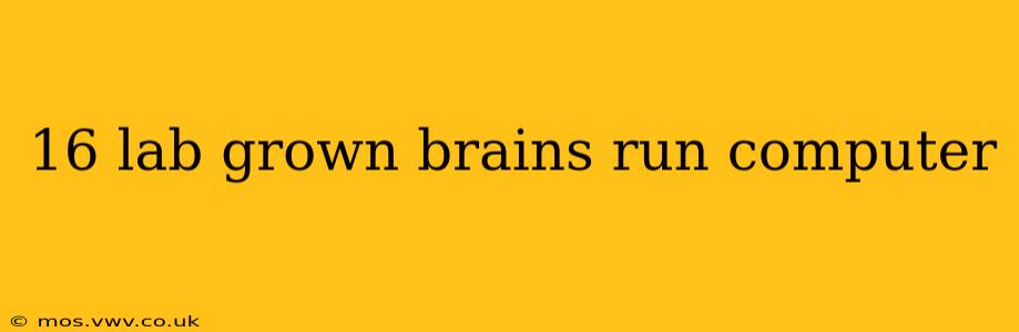 16 lab grown brains run computer