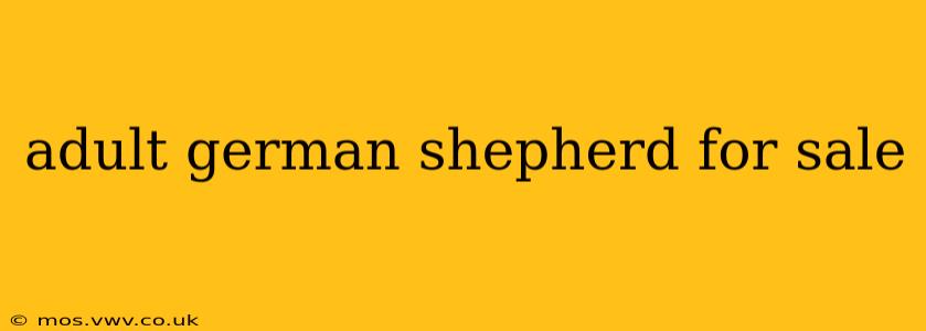adult german shepherd for sale