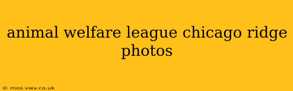 animal welfare league chicago ridge photos