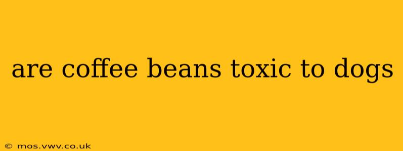 are coffee beans toxic to dogs