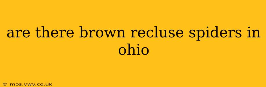 are there brown recluse spiders in ohio