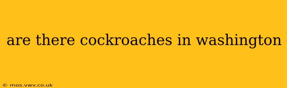 are there cockroaches in washington