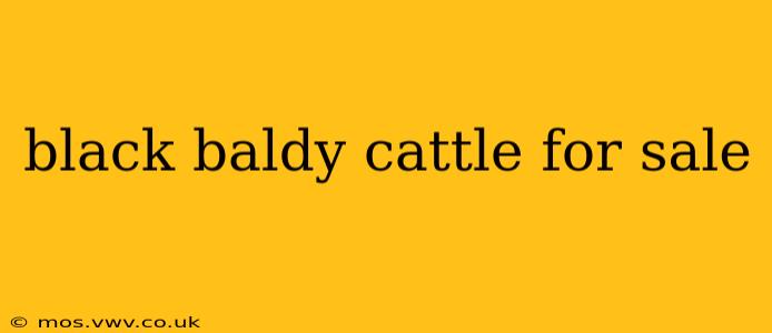 black baldy cattle for sale