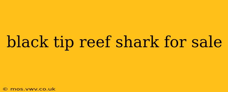 black tip reef shark for sale