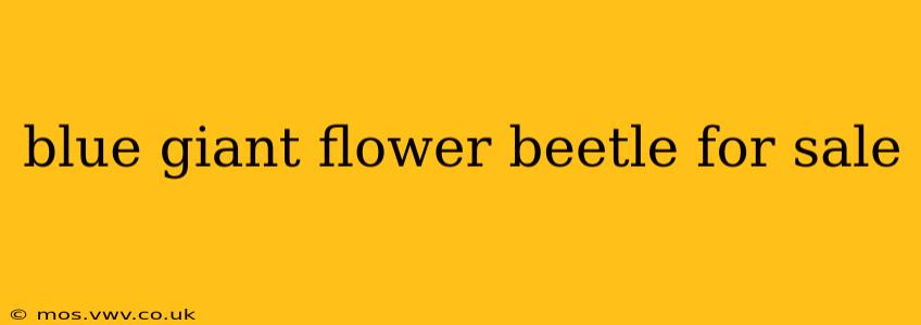 blue giant flower beetle for sale