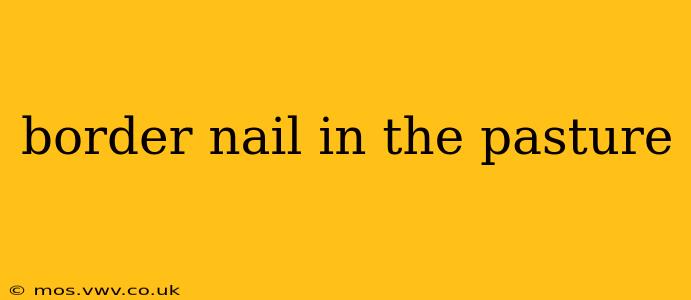 border nail in the pasture