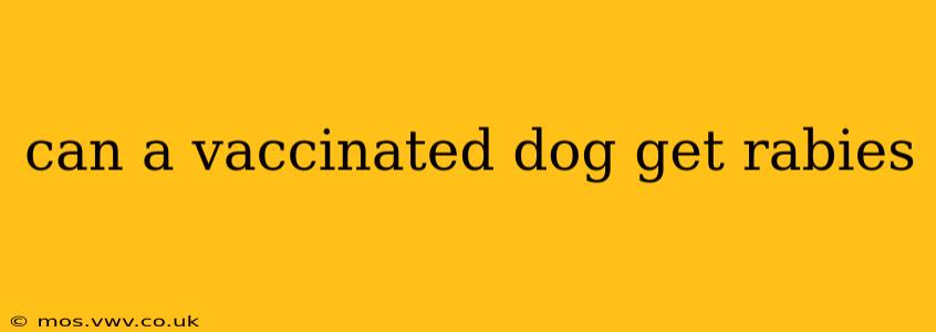 can a vaccinated dog get rabies