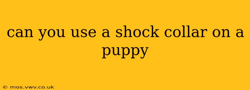 can you use a shock collar on a puppy
