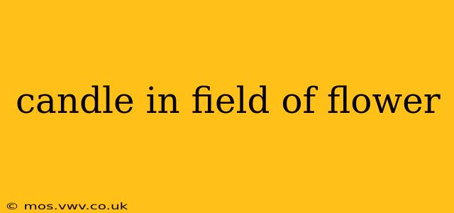 candle in field of flower