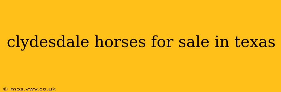 clydesdale horses for sale in texas