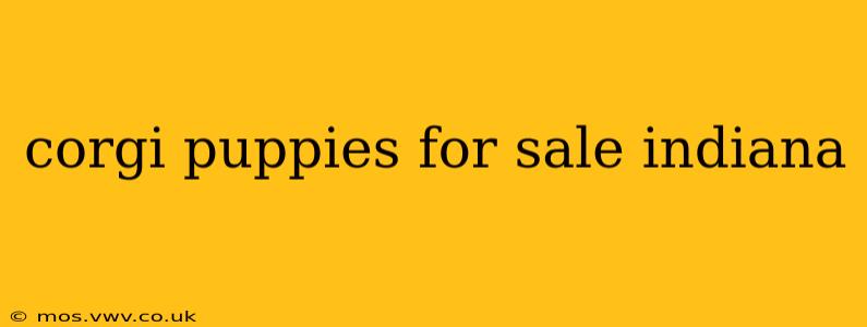 corgi puppies for sale indiana