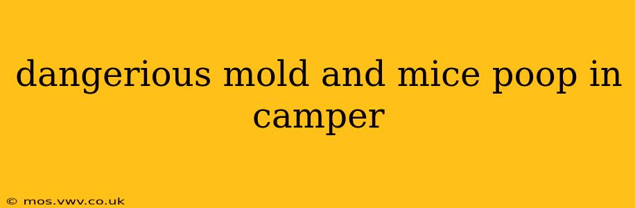 dangerious mold and mice poop in camper