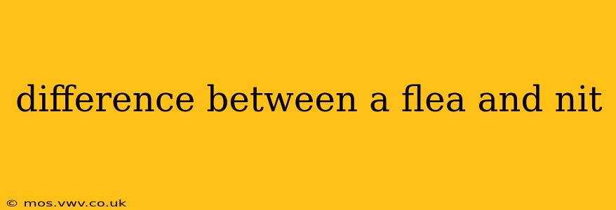 difference between a flea and nit