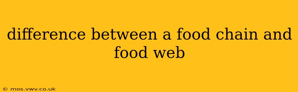 difference between a food chain and food web