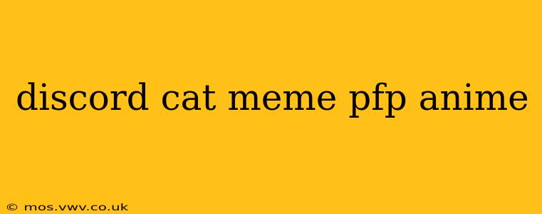 discord cat meme pfp anime