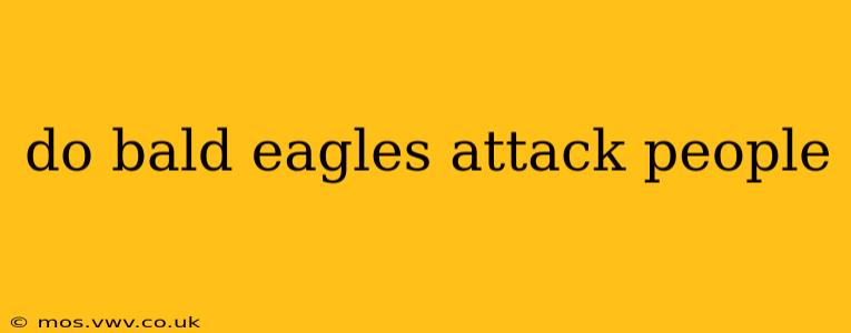 do bald eagles attack people
