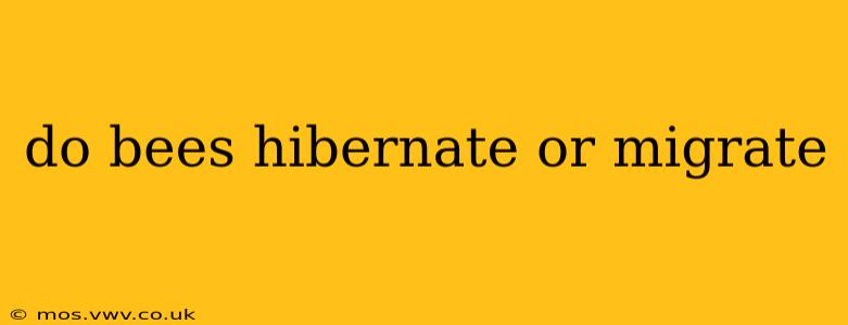 do bees hibernate or migrate