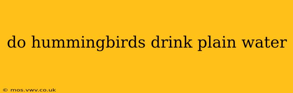do hummingbirds drink plain water