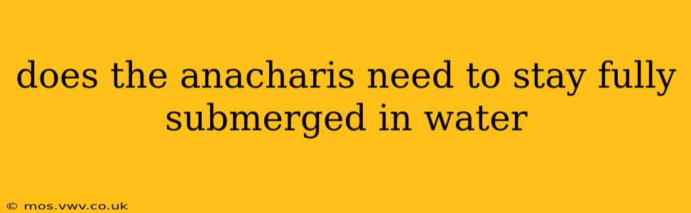 does the anacharis need to stay fully submerged in water