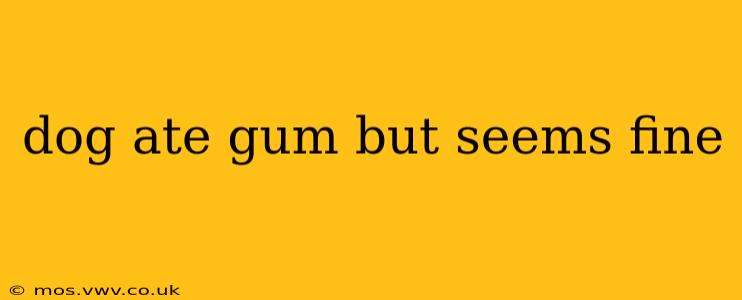 dog ate gum but seems fine