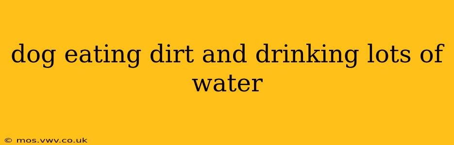 dog eating dirt and drinking lots of water