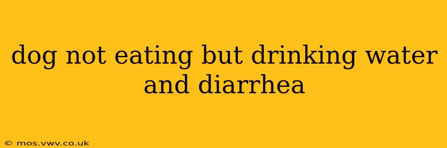 dog not eating but drinking water and diarrhea