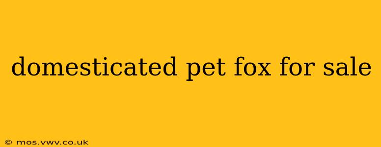 domesticated pet fox for sale