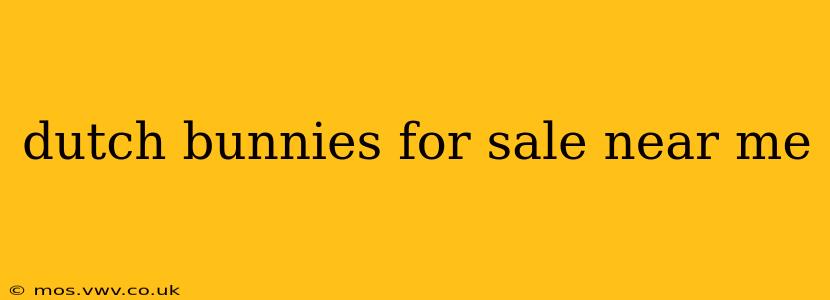 dutch bunnies for sale near me