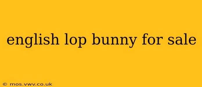english lop bunny for sale