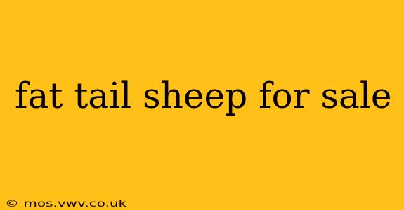 fat tail sheep for sale