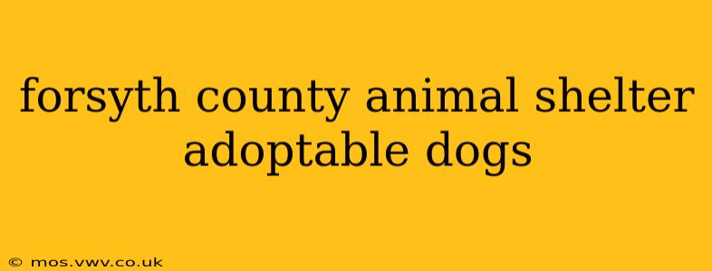 forsyth county animal shelter adoptable dogs