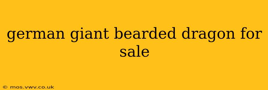german giant bearded dragon for sale