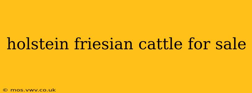 holstein friesian cattle for sale
