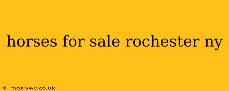 horses for sale rochester ny