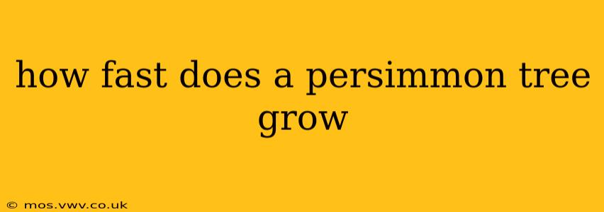 how fast does a persimmon tree grow