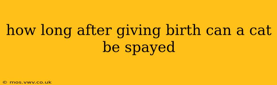 how long after giving birth can a cat be spayed