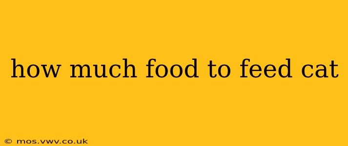 how much food to feed cat