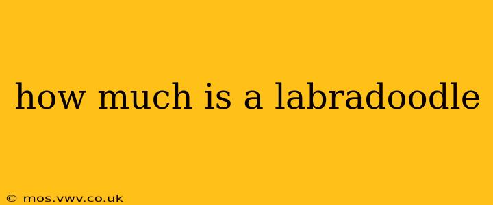 how much is a labradoodle