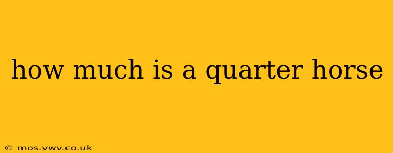 how much is a quarter horse