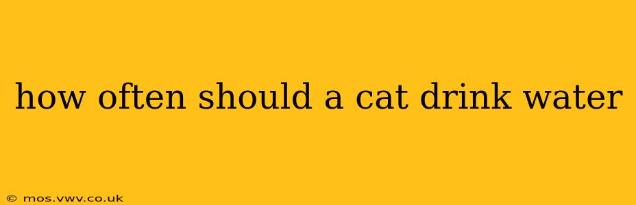 how often should a cat drink water