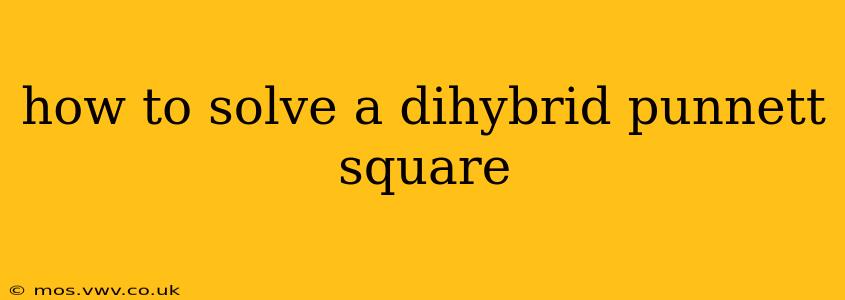 how to solve a dihybrid punnett square