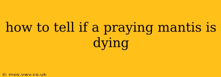 how to tell if a praying mantis is dying