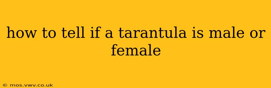 how to tell if a tarantula is male or female