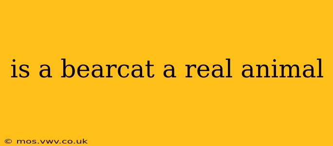 is a bearcat a real animal