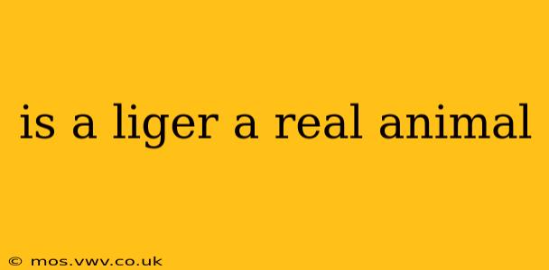 is a liger a real animal