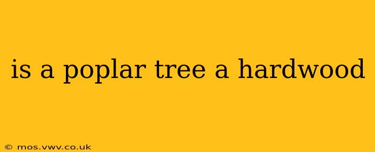 is a poplar tree a hardwood