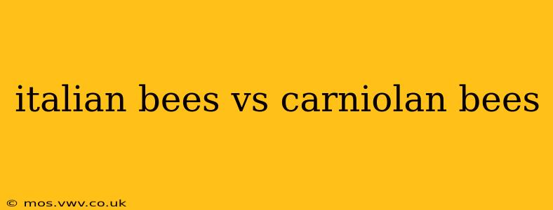 italian bees vs carniolan bees