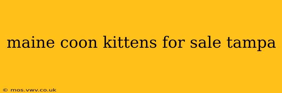 maine coon kittens for sale tampa