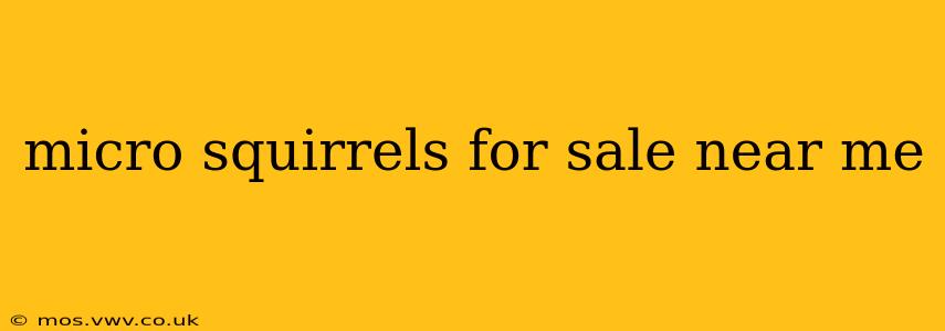 micro squirrels for sale near me