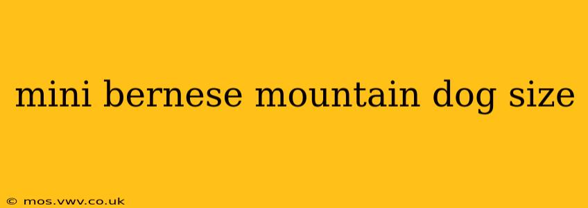 mini bernese mountain dog size